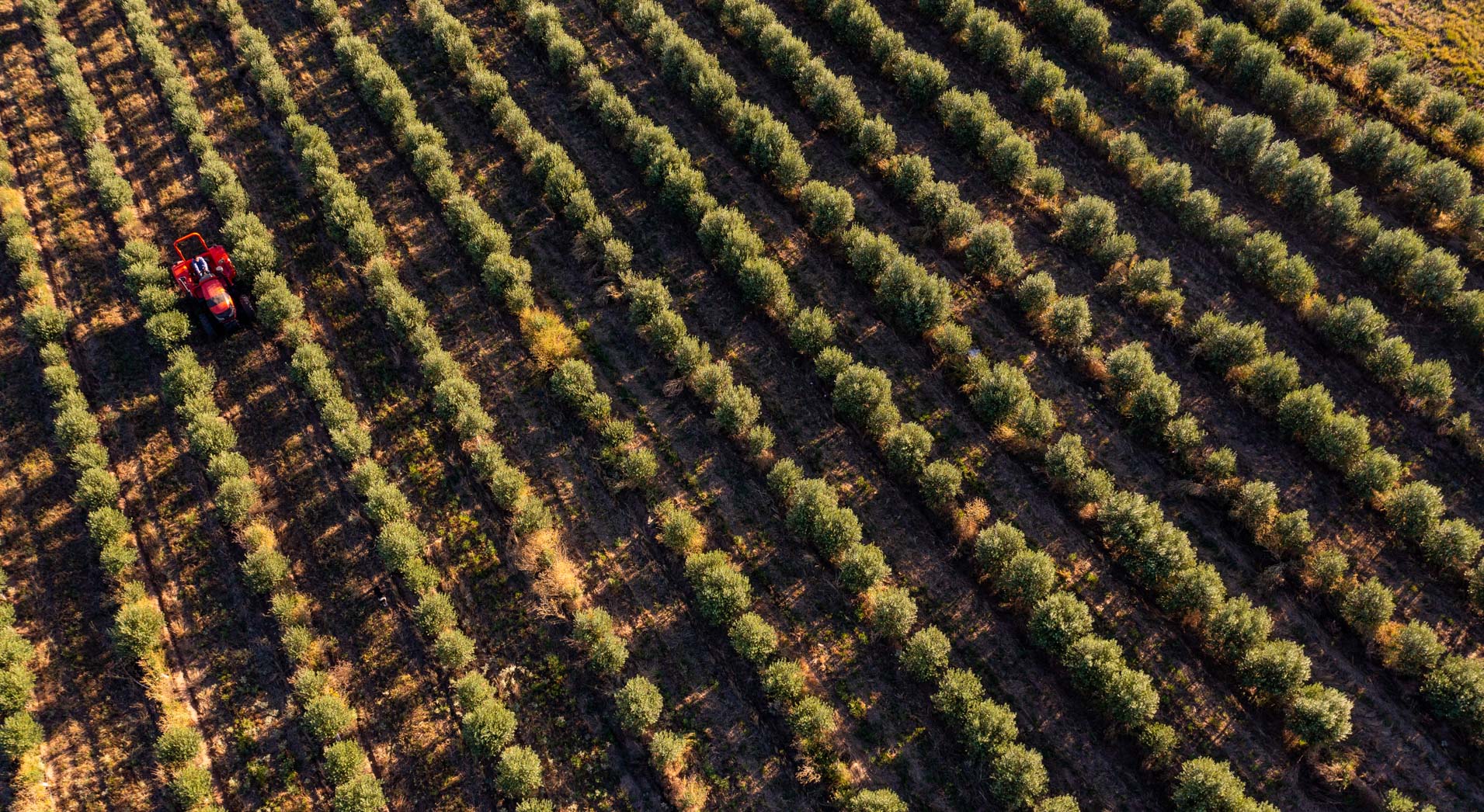 finca nobles caciques aceite de oliva Bahía Blanca