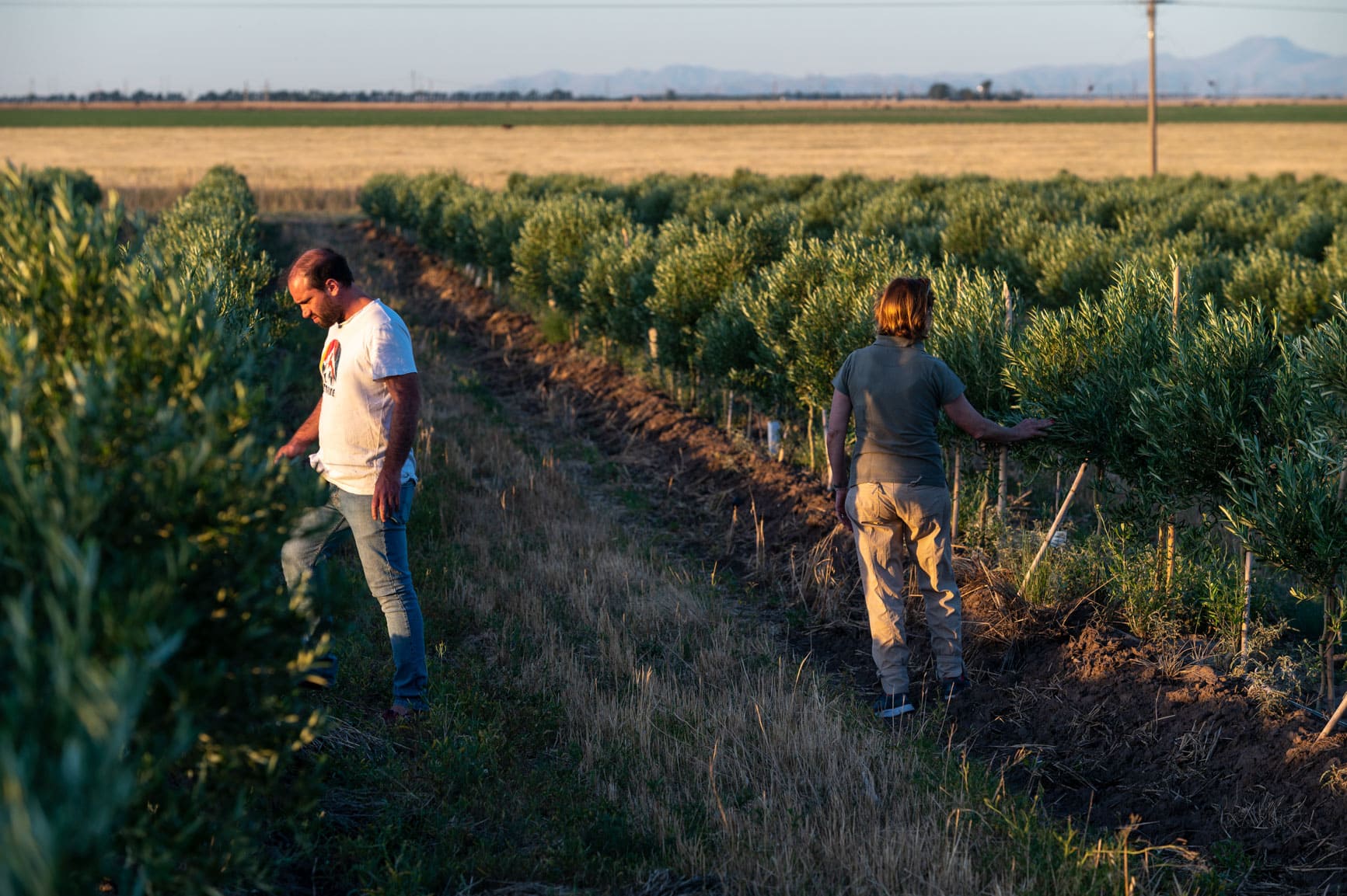 finca nobles caciques aceite de oliva Bahía Blanca