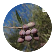 finca nobles caciques aceite de oliva Bahía Blanca